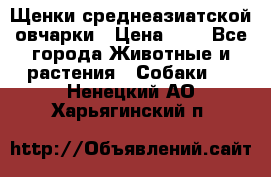 Щенки среднеазиатской овчарки › Цена ­ 1 - Все города Животные и растения » Собаки   . Ненецкий АО,Харьягинский п.